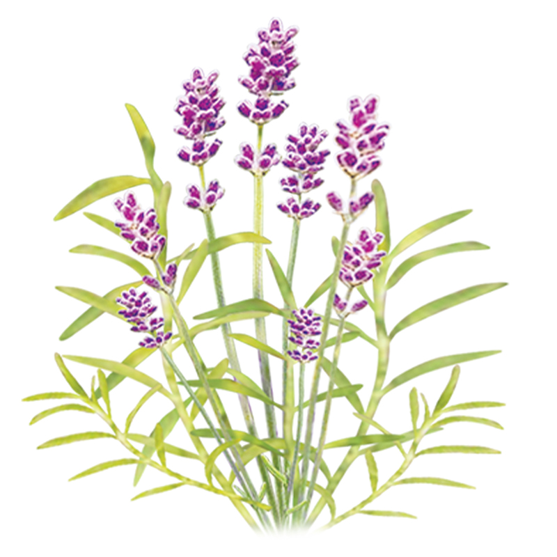ラベンダー