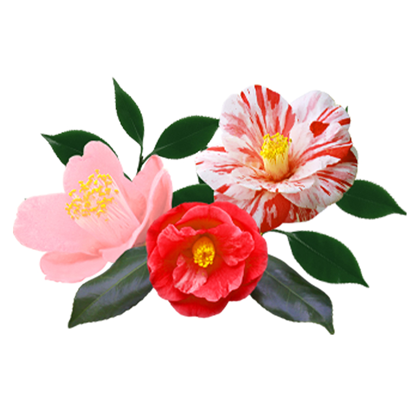 山茶花