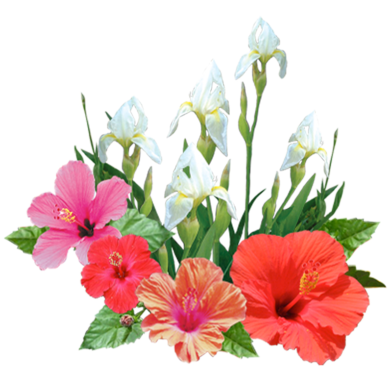 芙蓉花&鸢尾花