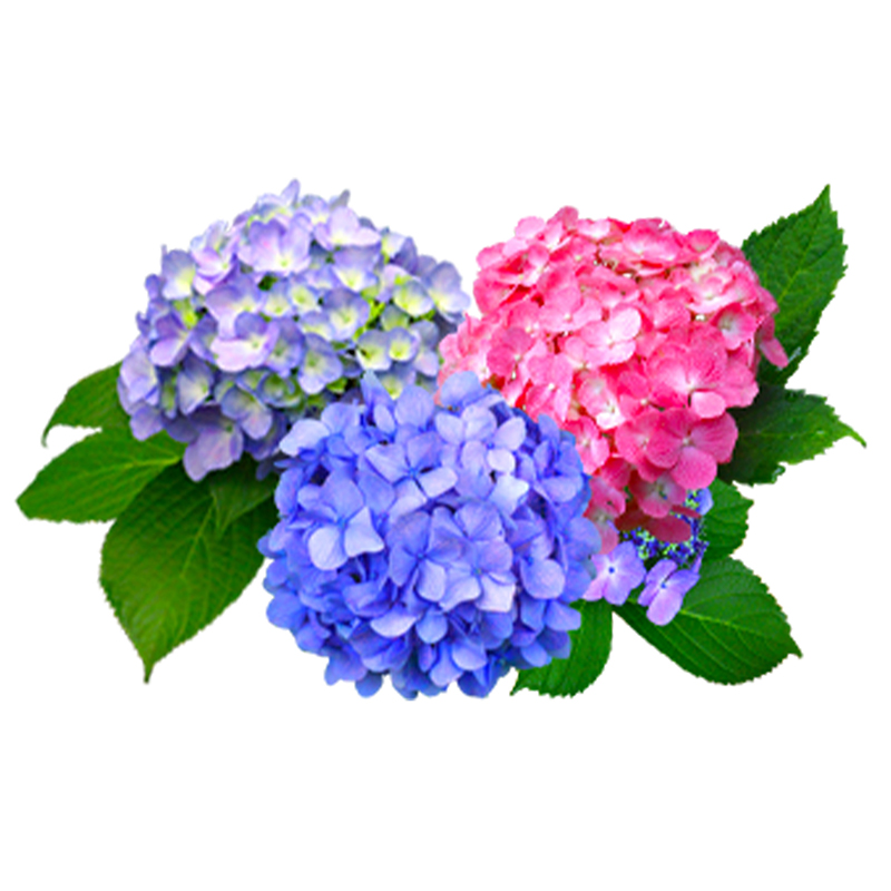 绣球花