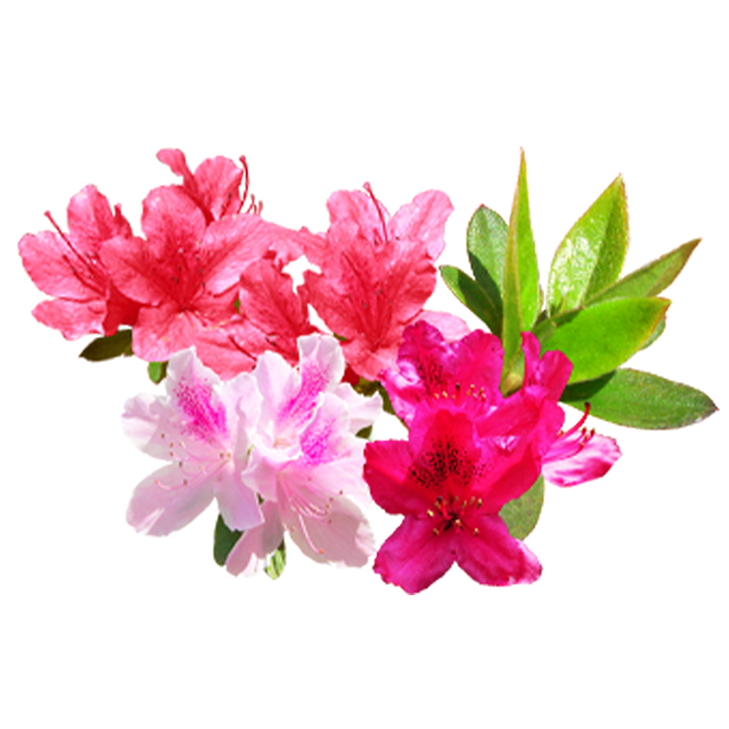 杜鹃花