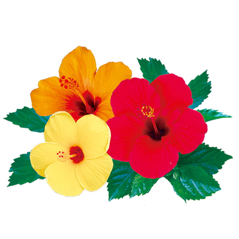 芙蓉花